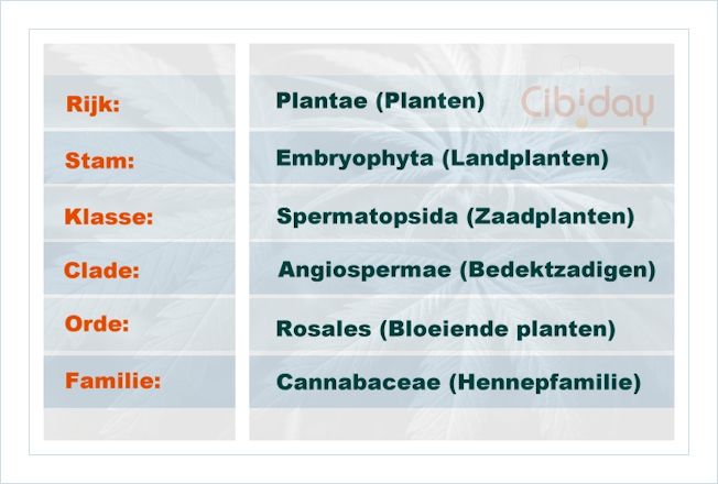 Cannabis Classificatie Plantenrijk